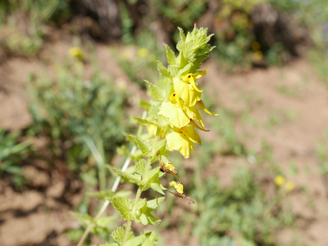 Rhynchocorys stricta