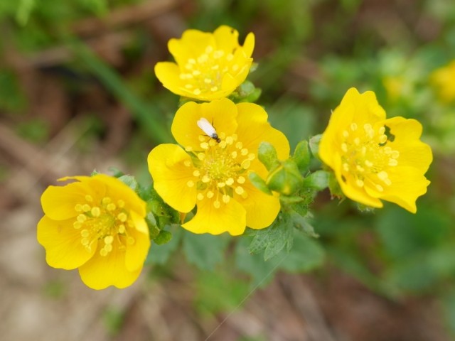 Potentilla crantzii