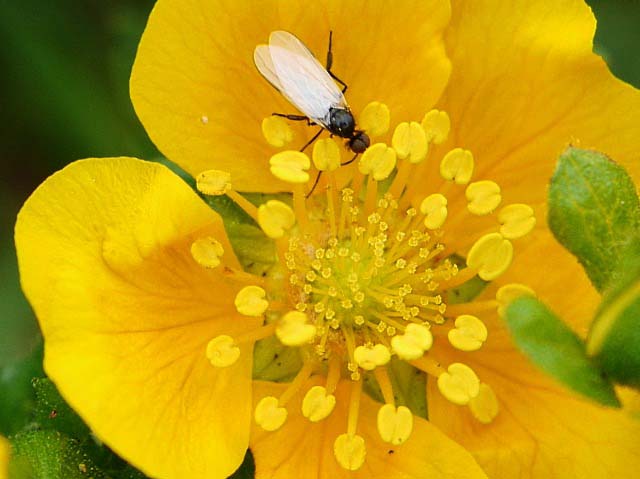 Potentilla crantzii