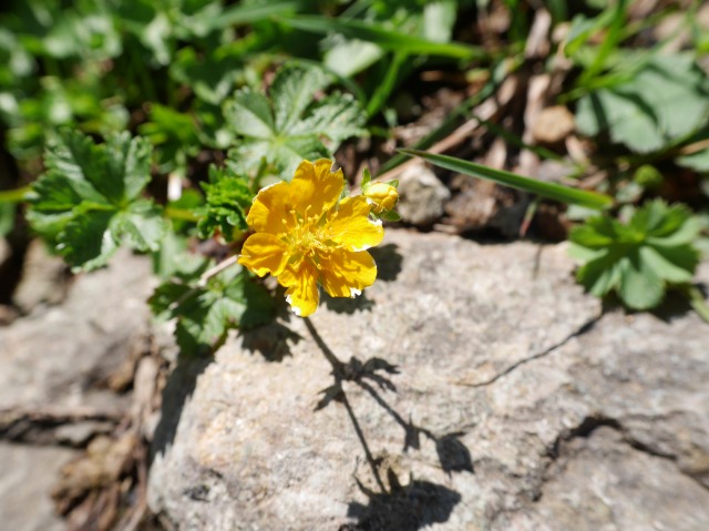 Potentilla crantzii