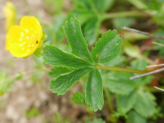 Potentilla crantzii