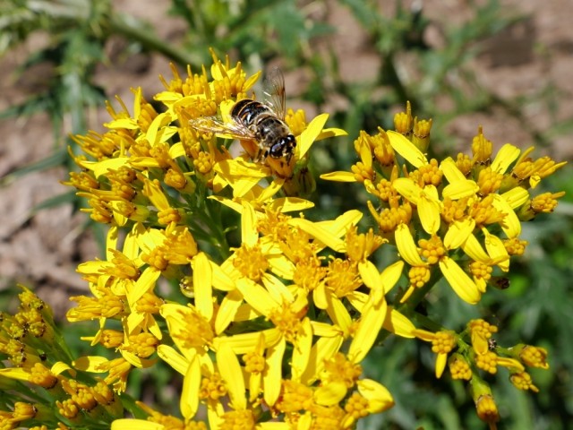 Senecio othonnae