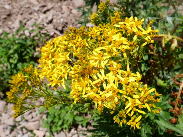 Senecio othonnae