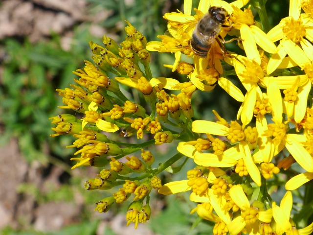 Senecio othonnae