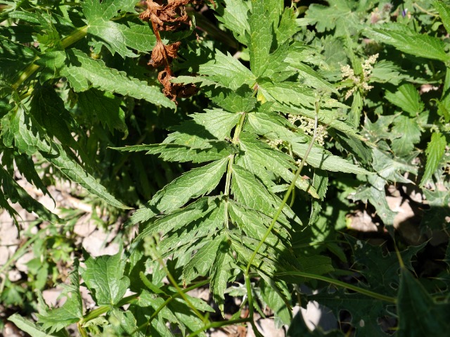 Senecio othonnae