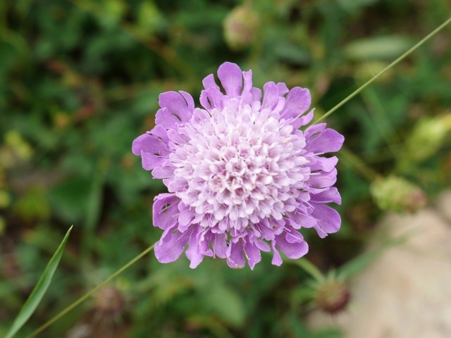 Scabiosa columbaria
