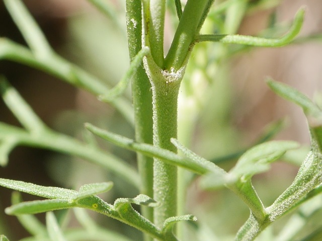 Scabiosa columbaria