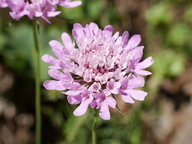 Scabiosa columbaria