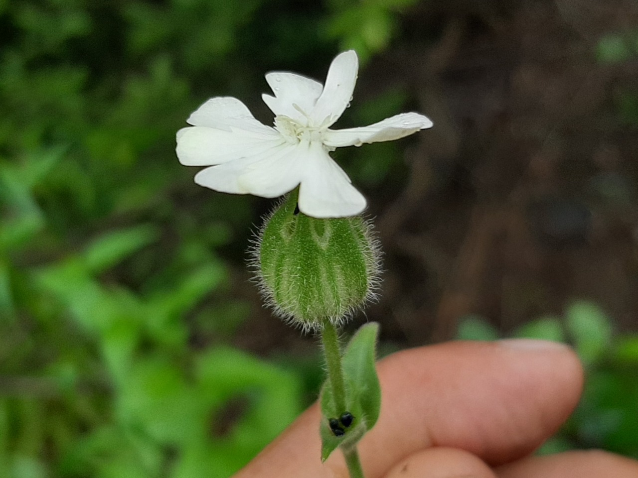 Silene latifolia