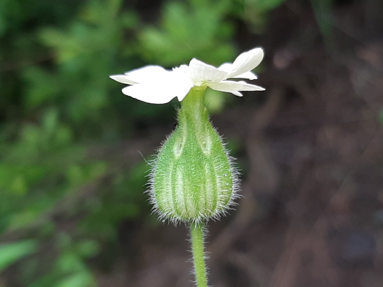 Silene latifolia