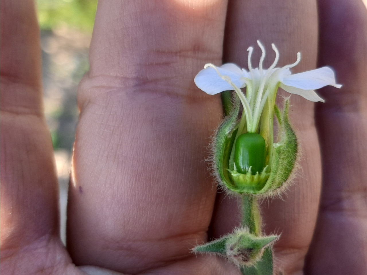 Silene latifolia