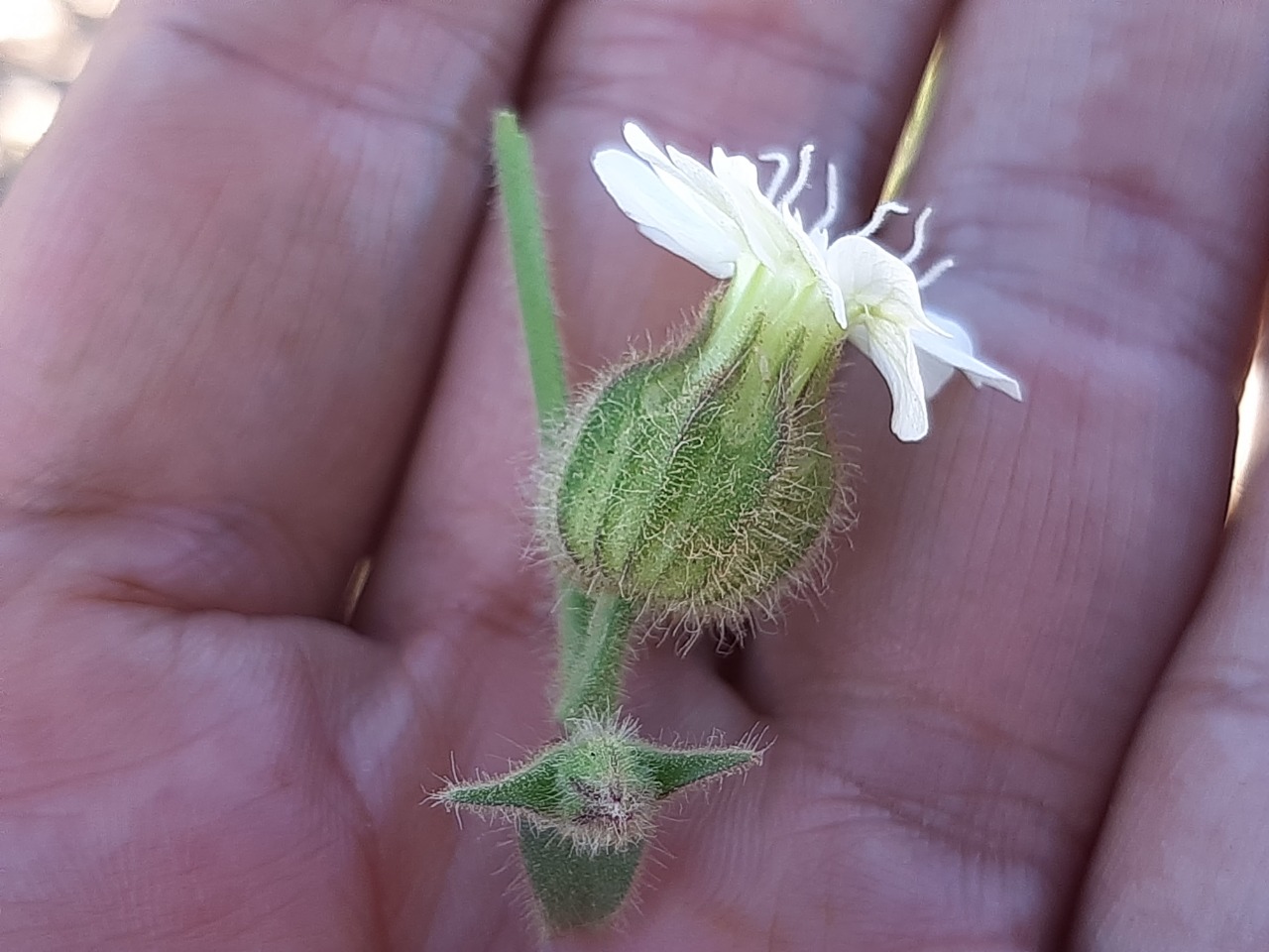 Silene latifolia