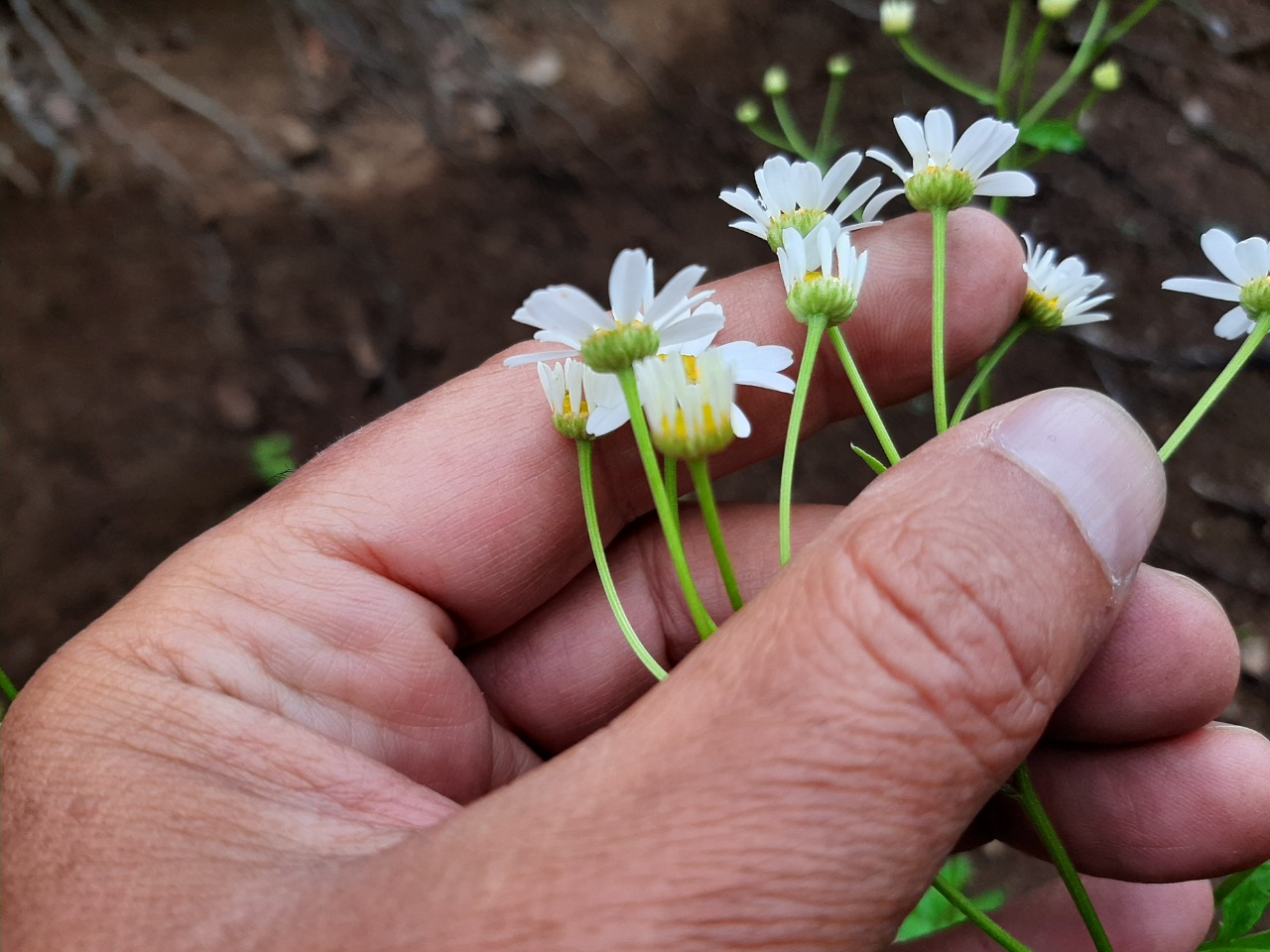 Tanacetum parthenium