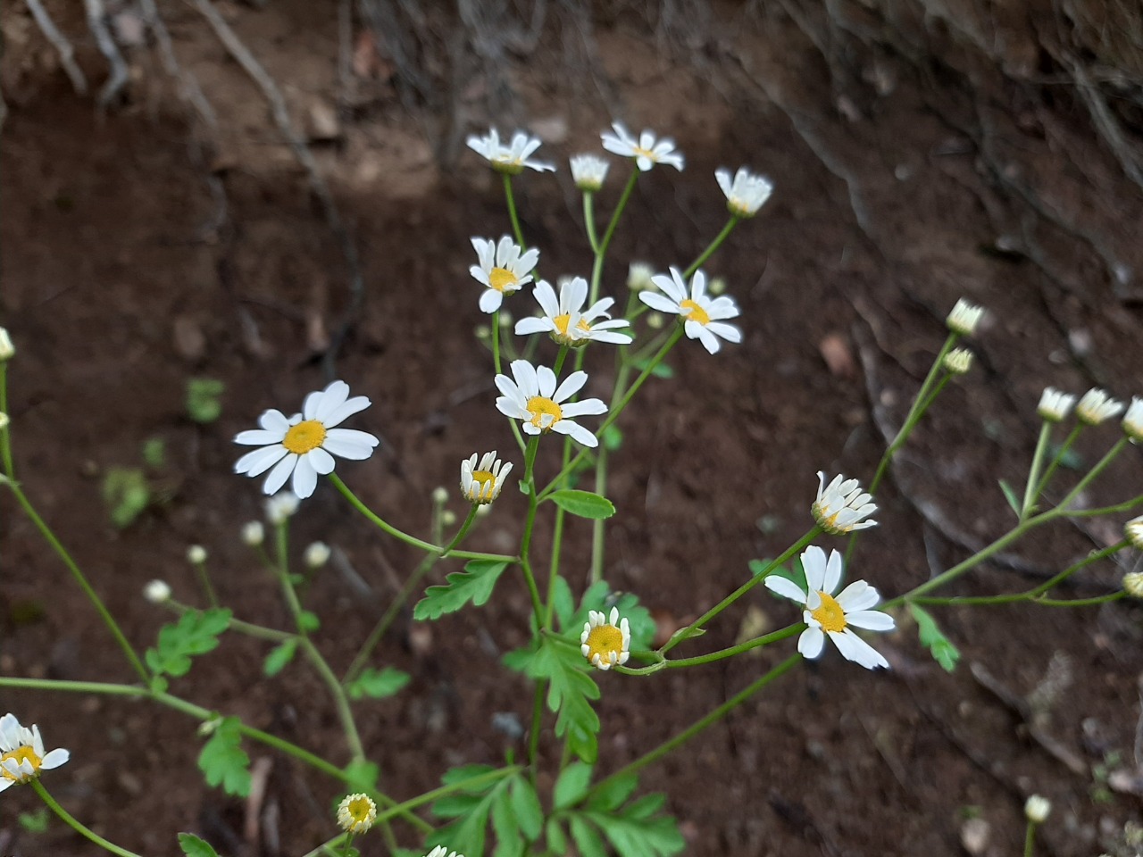 Tanacetum parthenium