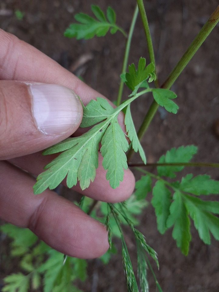 Tanacetum parthenium