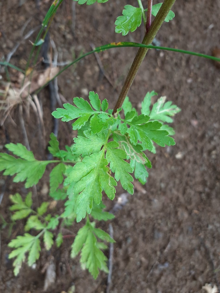 Tanacetum parthenium