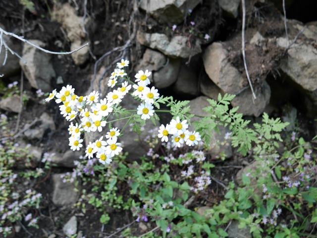 Tanacetum parthenium