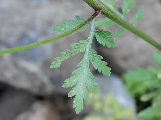 Tanacetum parthenium