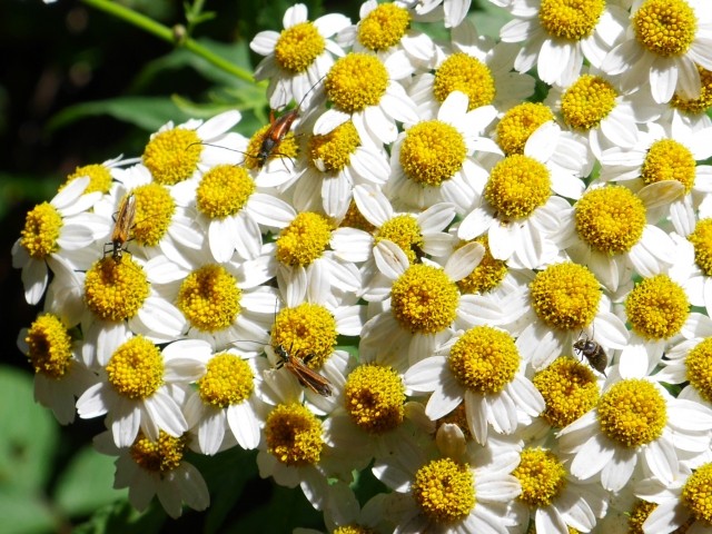 Tanacetum sorbifolium