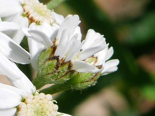 Achillea biserrata