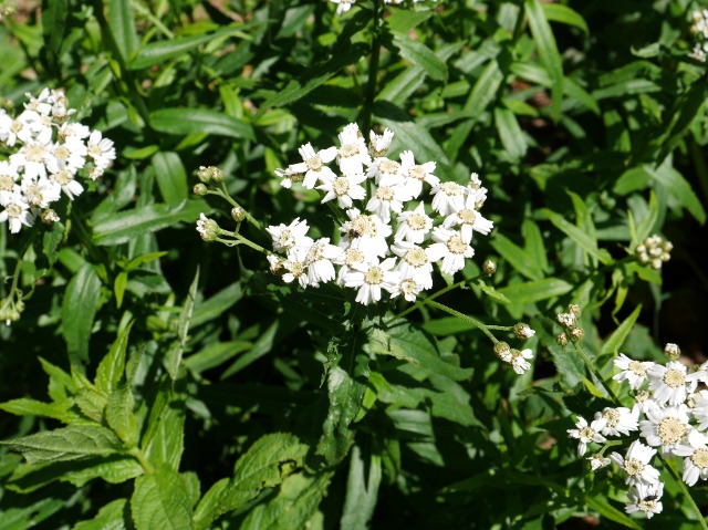 Achillea biserrata