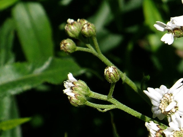 Achillea biserrata