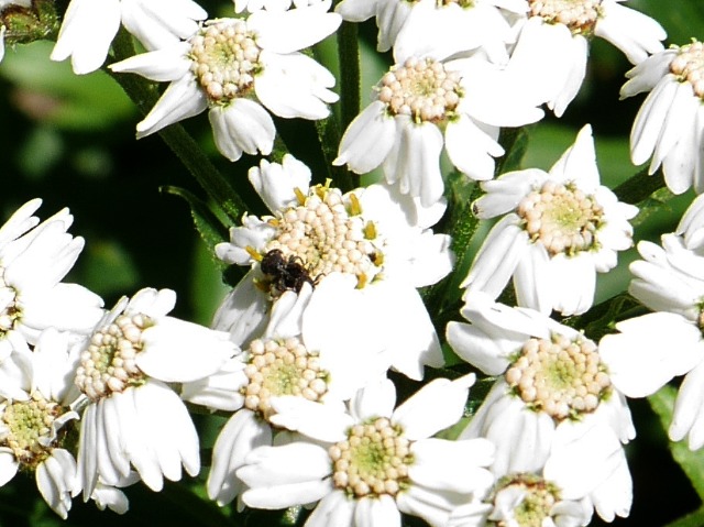 Achillea biserrata