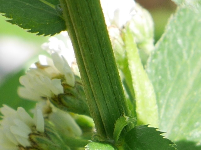 Achillea biserrata