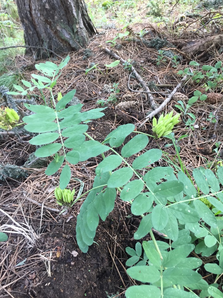 Astragalus glycyphyllos