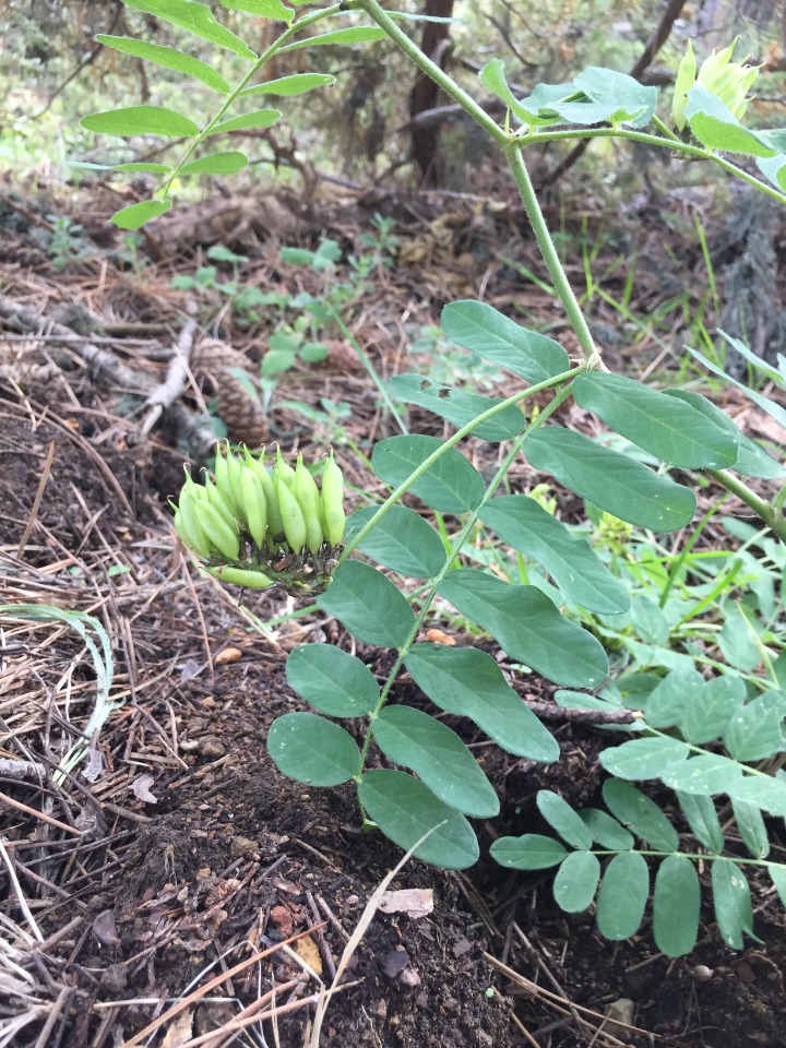 Astragalus glycyphyllos