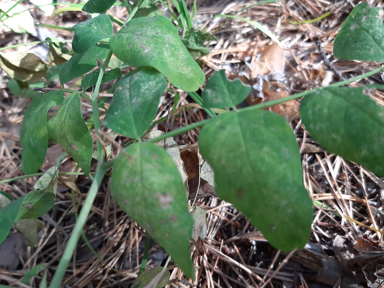 Astragalus glycyphyllos