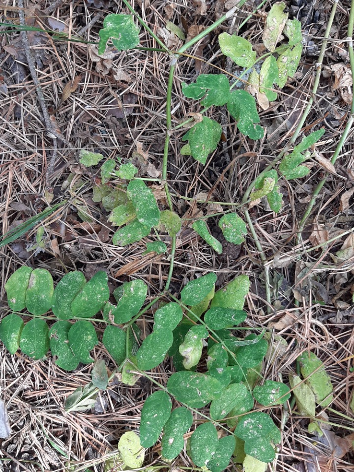 Astragalus glycyphyllos