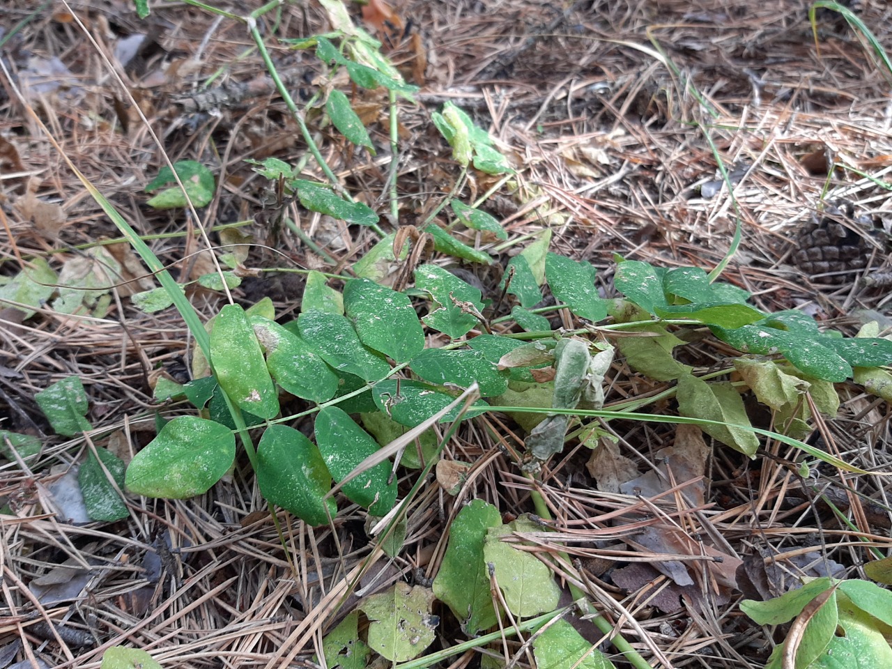 Astragalus glycyphyllos