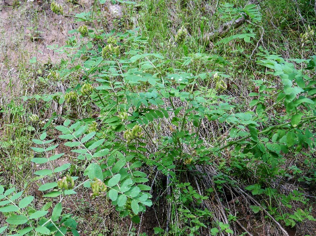 Astragalus glycyphyllos