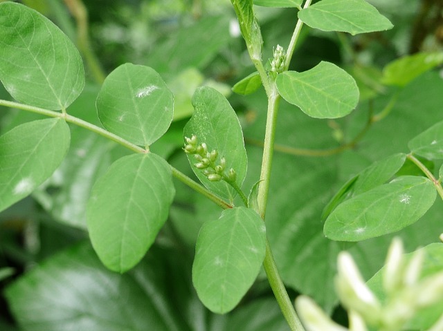 Astragalus glycyphyllos