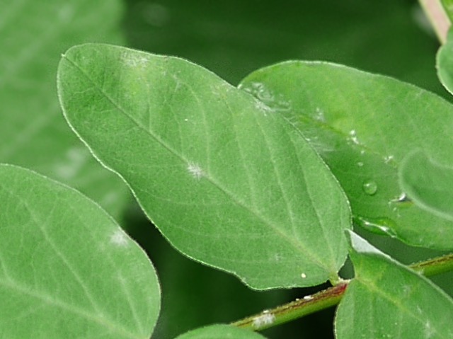 Astragalus glycyphyllos