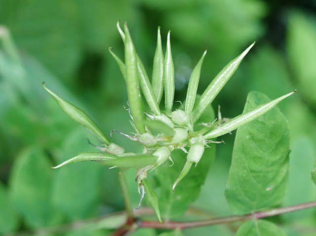 Astragalus glycyphyllos