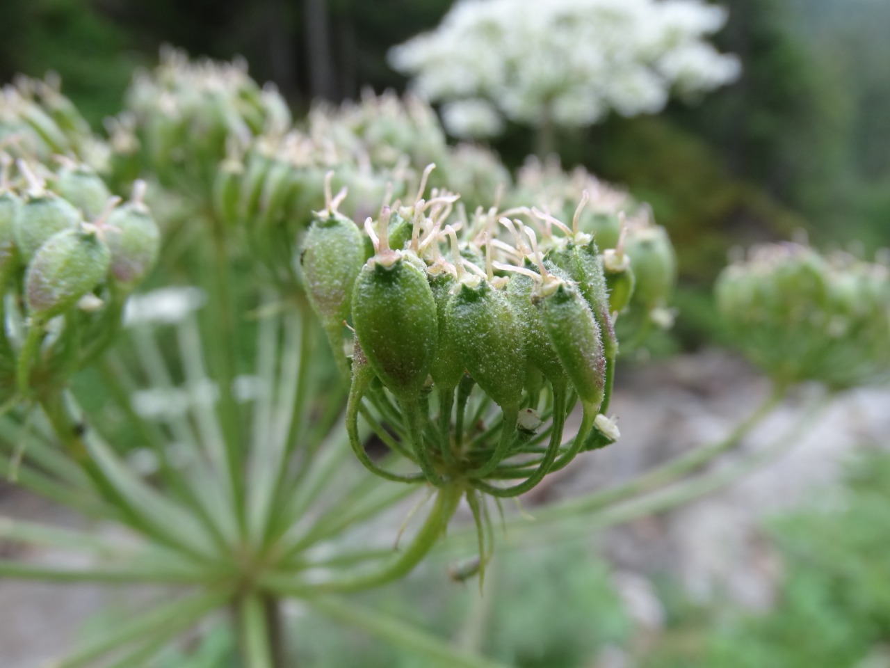 Heracleum sphondylium