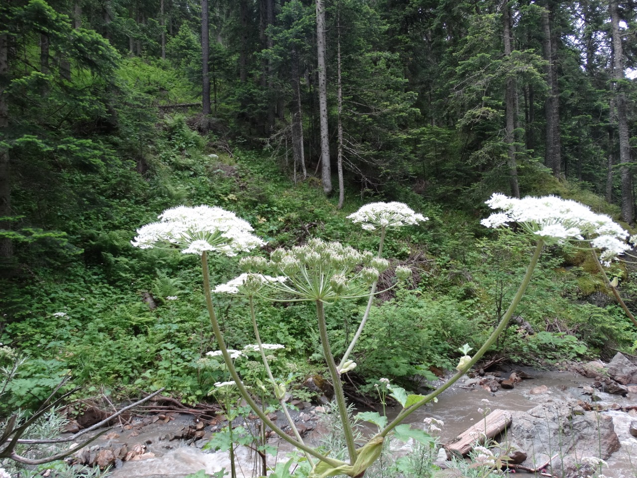 Heracleum sphondylium