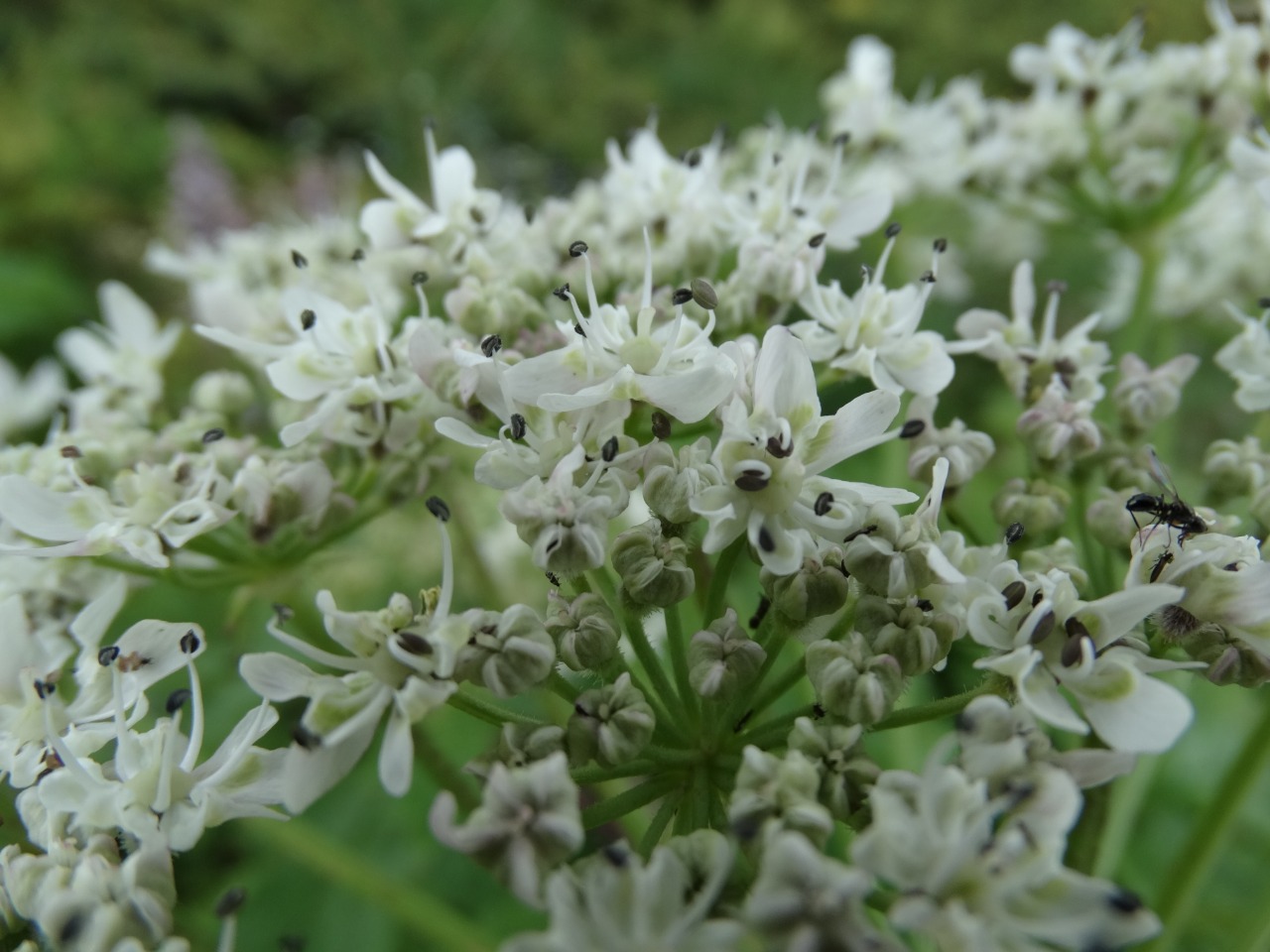 Heracleum sphondylium