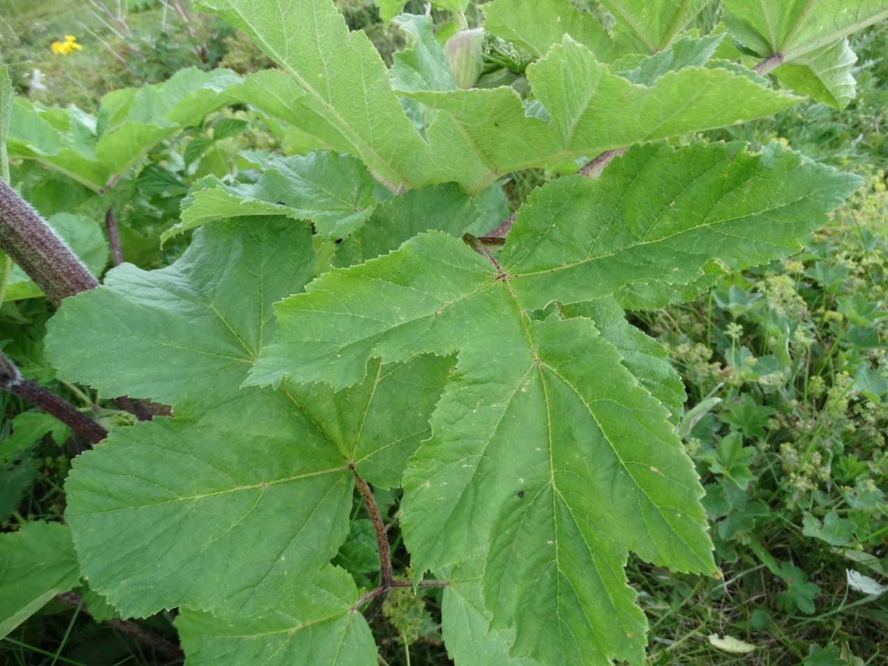 Heracleum sphondylium