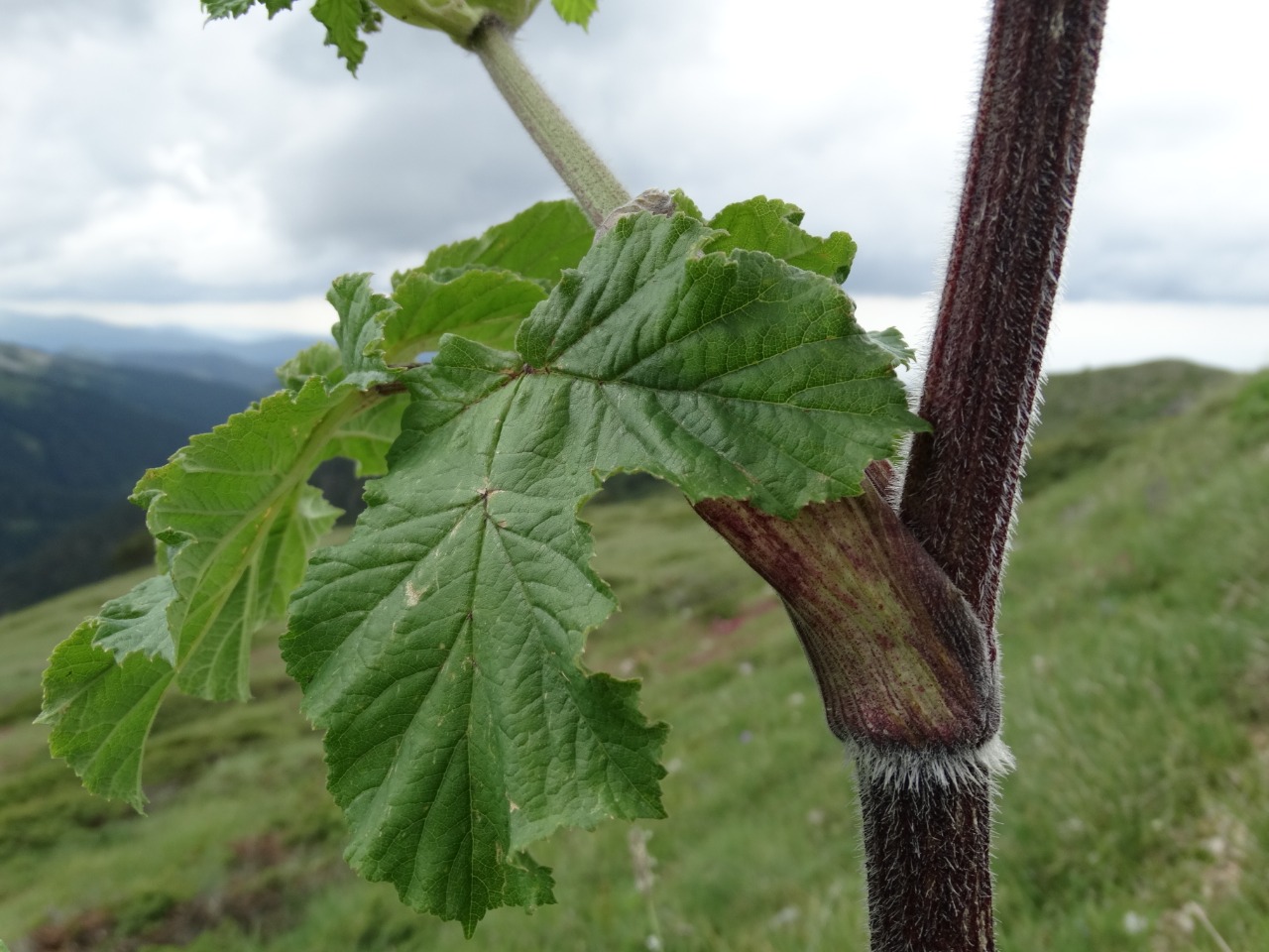 Heracleum sphondylium