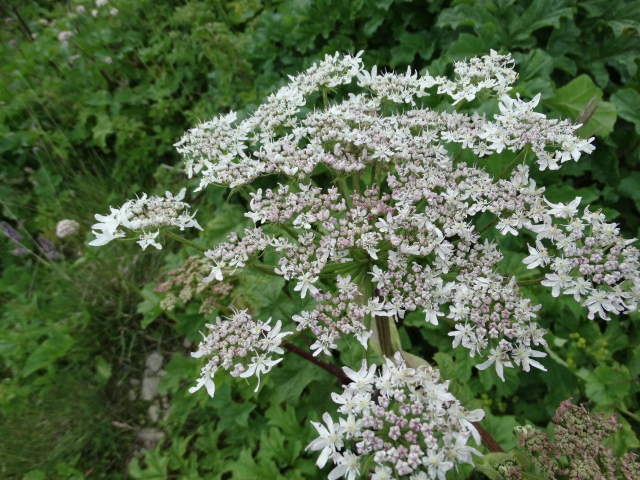 Heracleum sphondylium