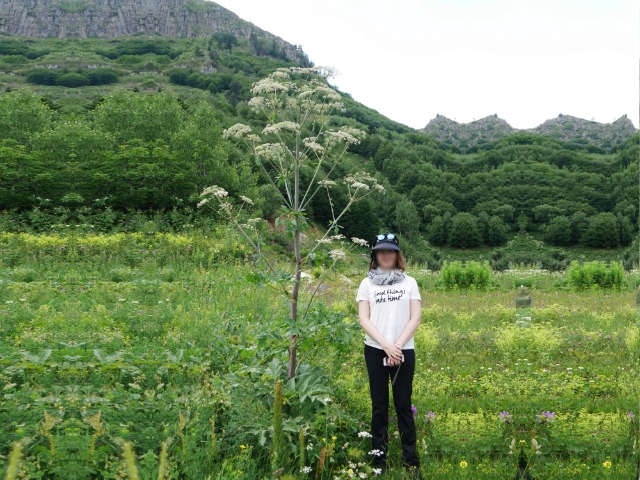 Heracleum sphondylium