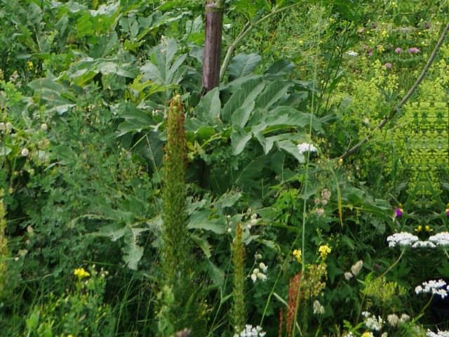 Heracleum sphondylium