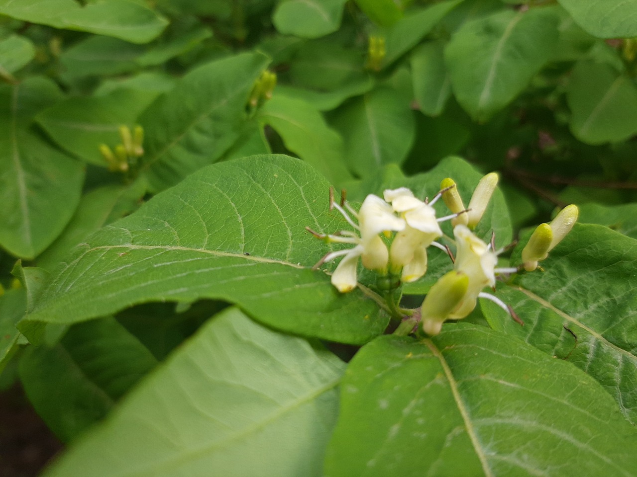 Lonicera caucasica