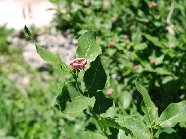 Lonicera caucasica