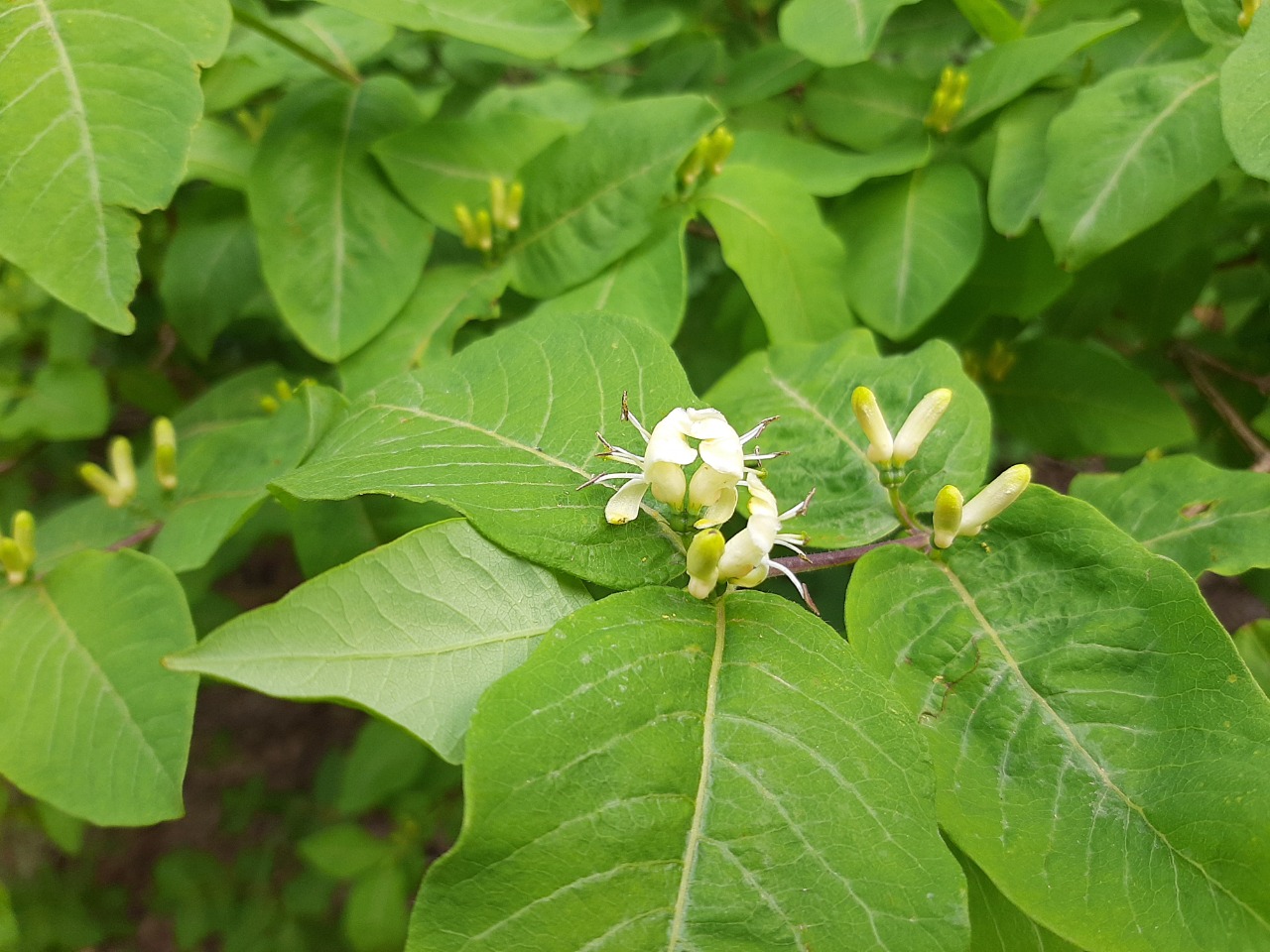 Lonicera caucasica