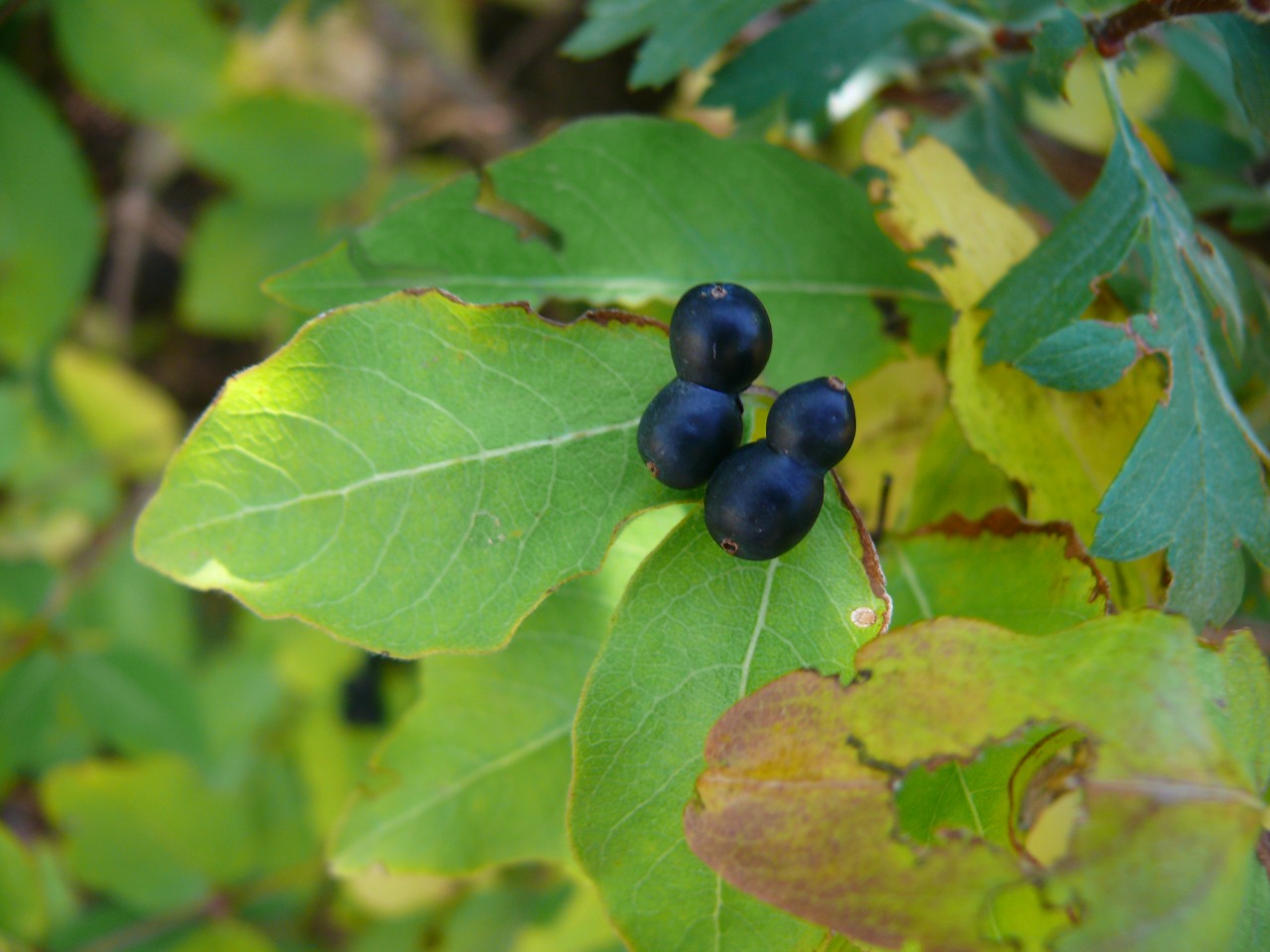 Lonicera caucasica