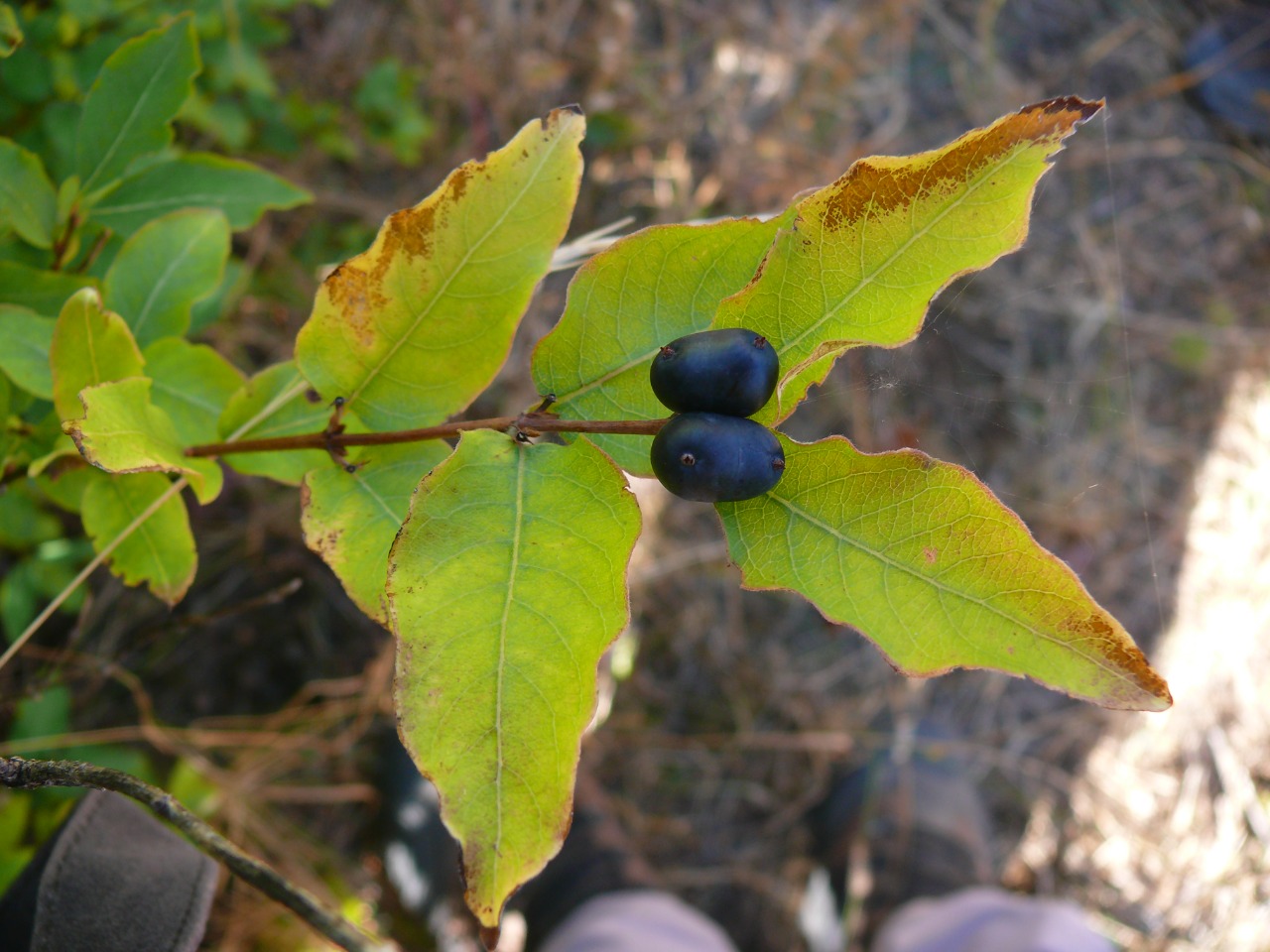Lonicera caucasica